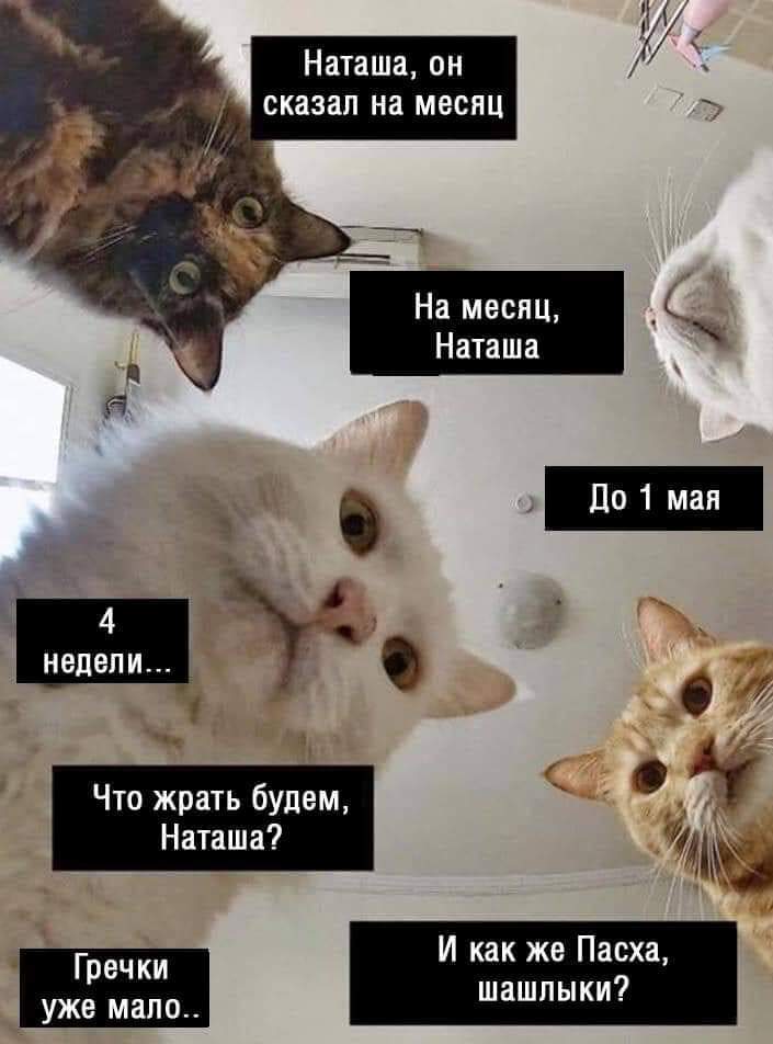 что мы будем жрать - смешные мемы про котов