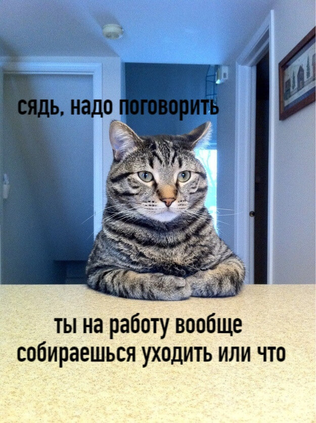 ты на работу собираешься идти - смешные мемы про котов и коронавирус