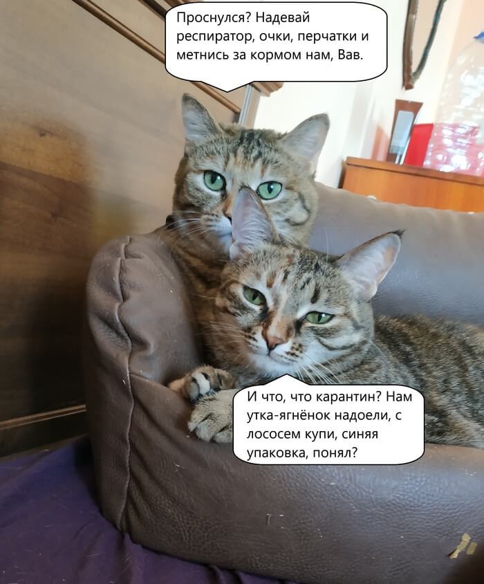 дуй за едой - смешные мемы про котов и коронавирус