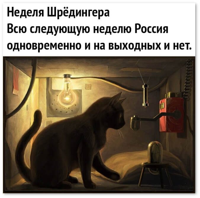 мемы про котов: неделя шредингера