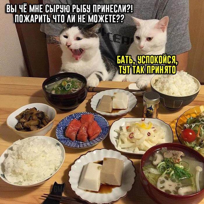 смешная картинка про кота и японский ресторан