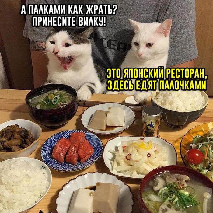 смешная картинка про кота и японский ресторан