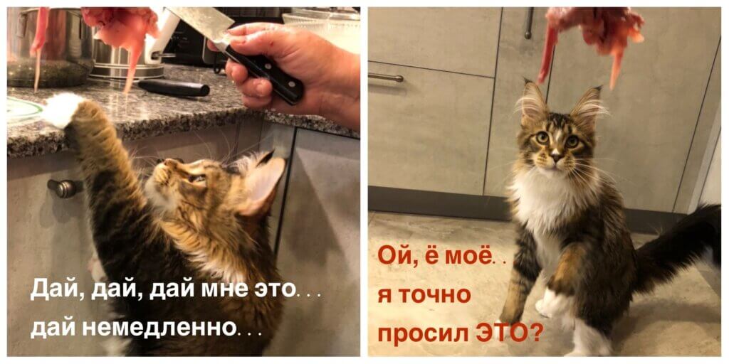смешной мем про то, как кот просит еду со стола во время готовки