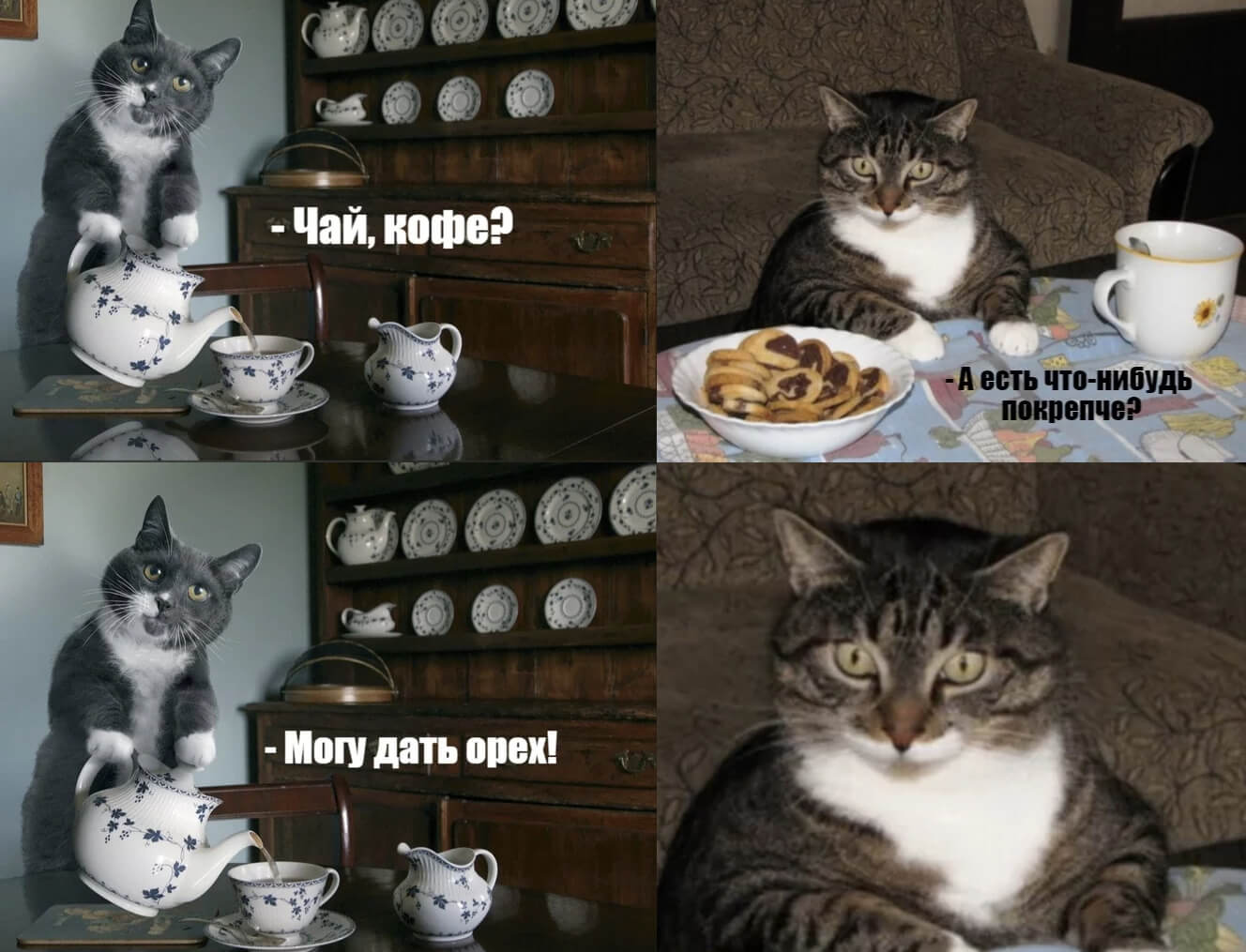 смешная картинка: кот, гостеприимство, чай, орех