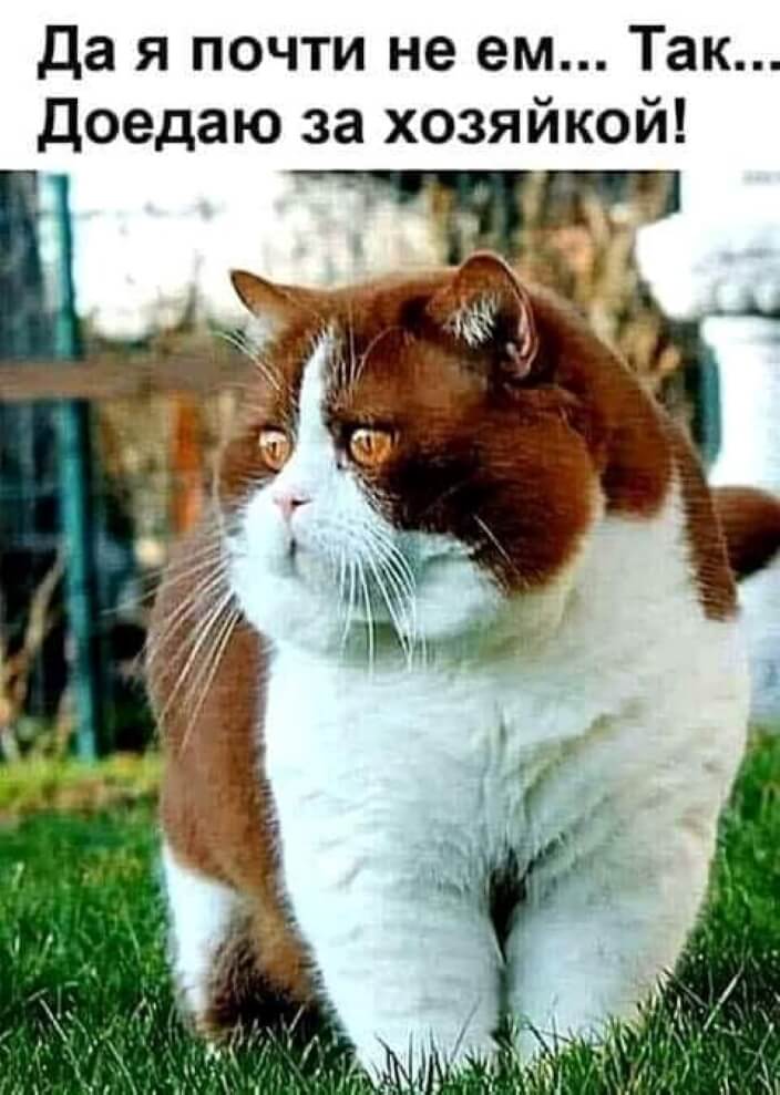 смешная фотография с толстым котом