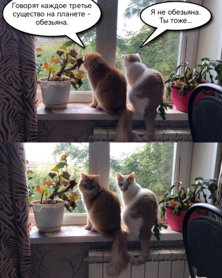 смешные фотографии с котами и кошками - Каждый третий - обезьяна