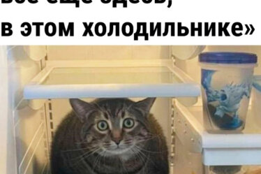 смешная фотография кота в холодильнике