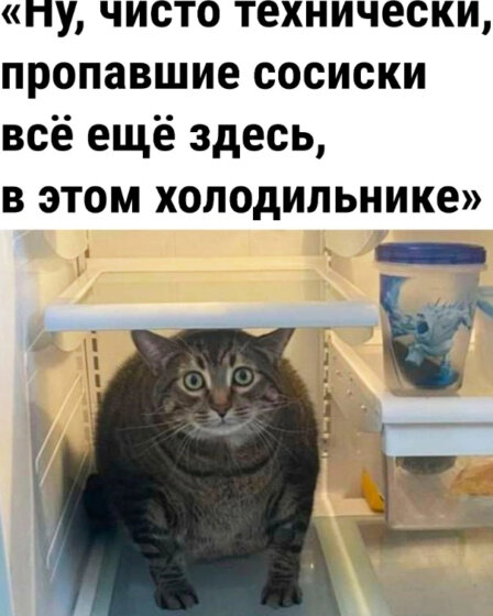 смешная фотография кота в холодильнике